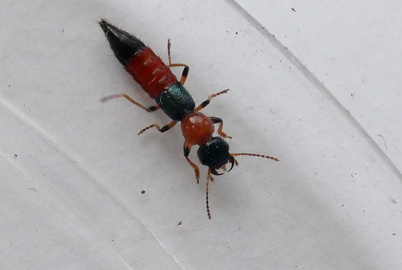 Staphylinidae: Paederus littoralis ?  S